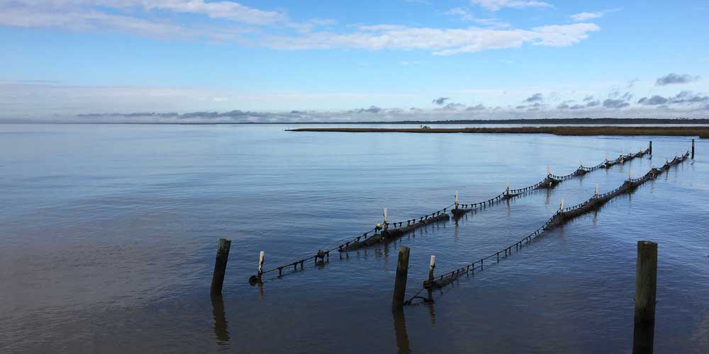 Oyster Farming off Alabama Coast